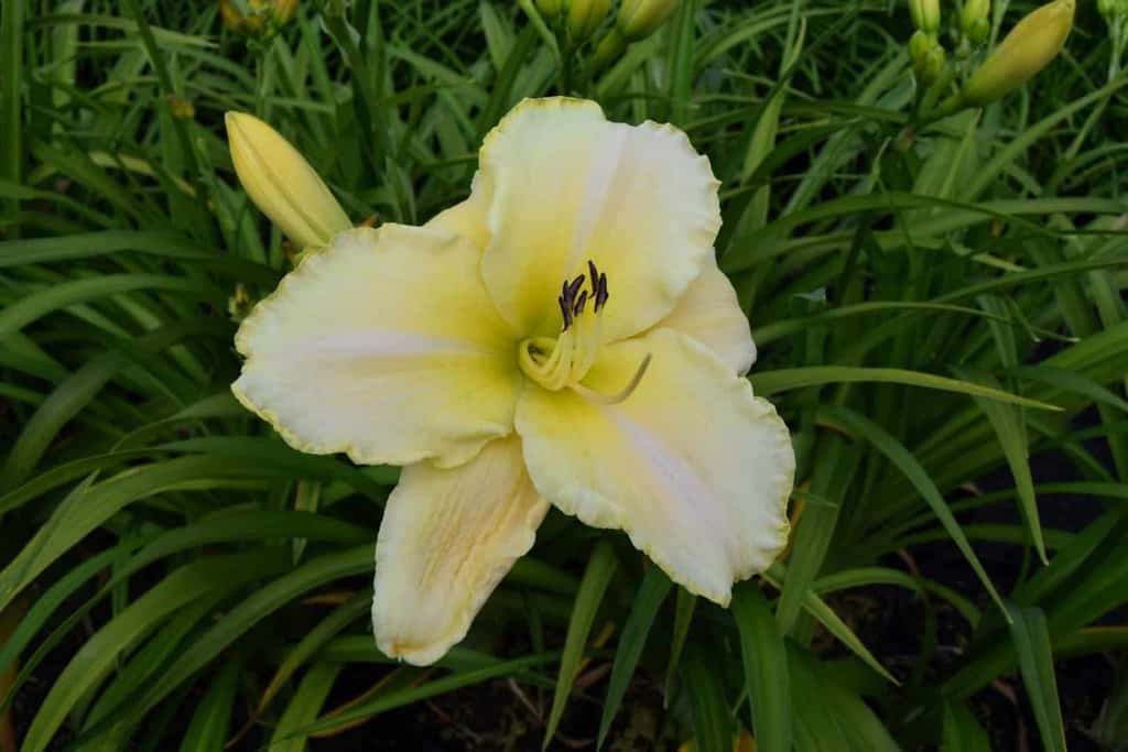 Hemerocallis 'Gentle Shepherd' ---